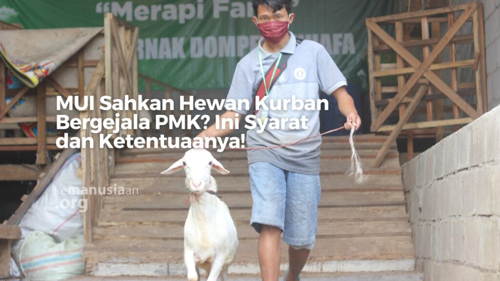 MUI Sahkan Hewan Kurban Bergejala PMK? Ini Syarat dan Ketentuaanya!