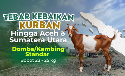 Domba / Kambing Standar Sumut & Aceh 