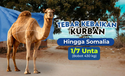1/7 Unta somalia 